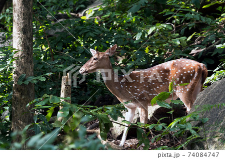 Close up of Female Spotted deer standing behind stone in forest with sunshine 74084747