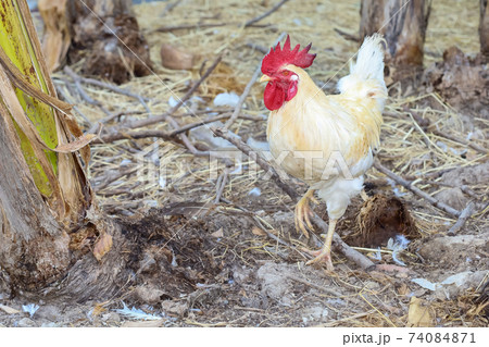 The Rhode Island is stand up in garden at thailand 74084871