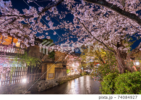 京都　祇園白川　巽橋の桜 74084927