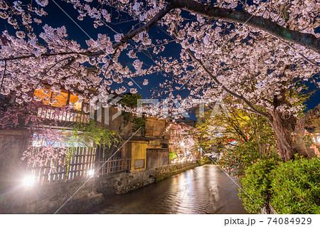 京都　祇園白川　巽橋の桜 74084929