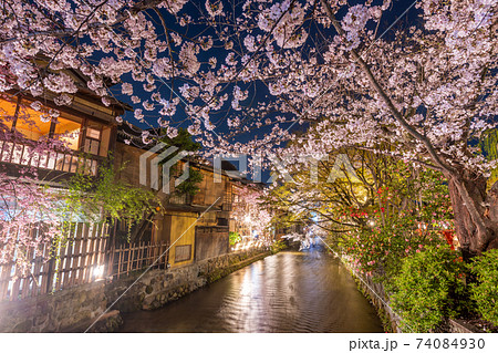京都　祇園白川　巽橋の桜 74084930
