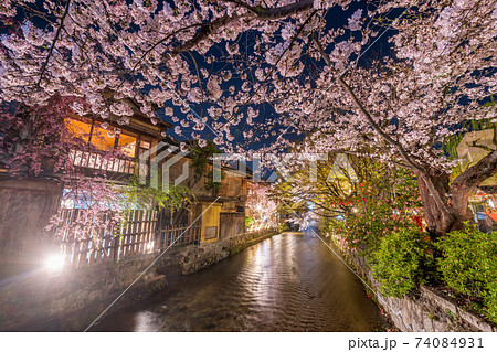京都 祇園白川 巽橋の桜 京都 祇園白川 巽橋の桜 74084931