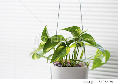 観葉植物　ポトス 74084941