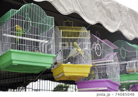 SELANGOR, MALAYSIA -MARCH 2, 2021: Pet bird in the cage on display for sale. Isolated by species. Some of these birds were originally free and were caught for sale. 74085046