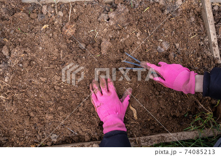 hands in pink gloves loosen the soil with a cultivator. Loosened fertile soil. hands in pink gloves loosen the soil with a cultivator. Loosened fertile soil. 74085213