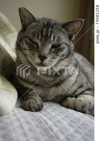 サバトラ猫 サバトラ猫 74085268