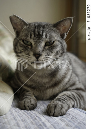 サバトラ猫 サバトラ猫 74085270