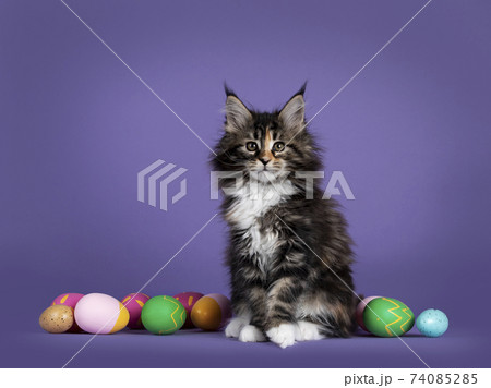 Maine Coon cat on purple 74085285