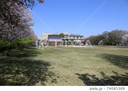 跡見学園女子大学グランドの写真素材