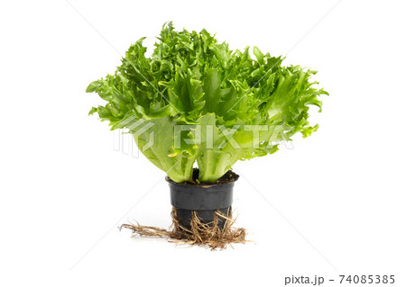 iceberg lettuce in the pot with the roots of white background. Side view, without shadow iceberg lettuce in the pot with the roots of white background. Side view, without shadow 74085385