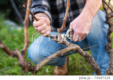 Farmer pruning the vine in winter. Agriculture. Farmer pruning the vine in winter. Agriculture. 74087328