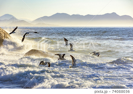 Seagull flying at dawn over the sea 74088036