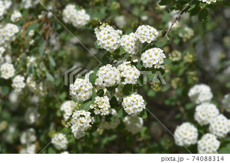 Van Houttes spiraea Van Houttes spiraea 74088314