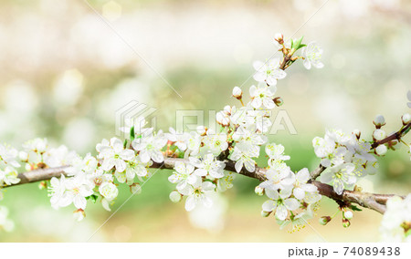 apple blossoms in spring.Spring flowering, blurred bokeh background. Beautiful summer card. Fresh nature at sunrise after rain. apple blossoms in spring.Spring flowering, blurred bokeh background. Beautiful summer card. Fresh nature at sunrise after rain. 74089438