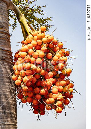 A orange colored fruit - betel nuts growth in a bunch at palm tree - Areca nut palm, Thailand. A orange colored fruit - betel nuts growth in a bunch at palm tree - Areca nut palm, Thailand. 74089755