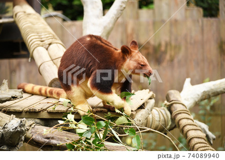 セスジキノボリカンガルー セスジキノボリカンガルー 74089940