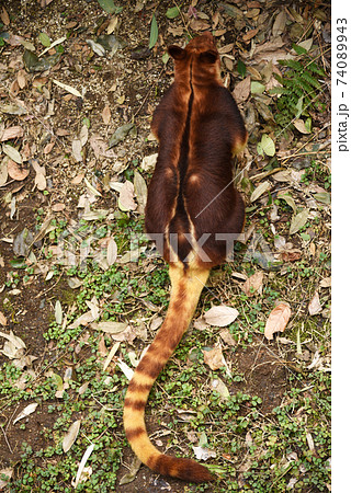 セスジキノボリカンガルー セスジキノボリカンガルー 74089943