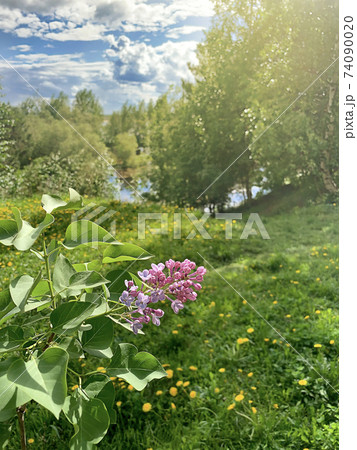 Landscape nature is the beginning of summer, the end of spring. 74090020