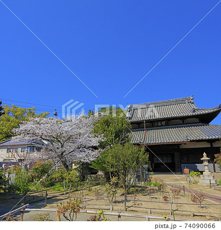 尾道 桜満開 慈観寺 74090066