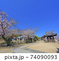 尾道 桜満開 宝土寺 74090093