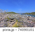 尾道 桜満開 天寧寺三重塔 74090101