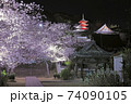 尾道 西國寺 夜桜 夜景 74090105