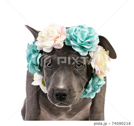 Puppy american staffordshire terrier with a wreath of flowers Puppy american staffordshire terrier with a wreath of flowers 74090218