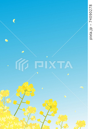 菜の花 青空 景色 風景 縦型のイラスト素材