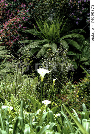 Cornish view - Trebah, Cornwall, United Kingdom Cornish view - Trebah, Cornwall, United Kingdom 74090375