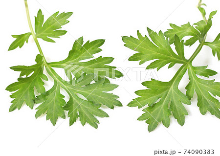 ヨモギの葉 74090383
