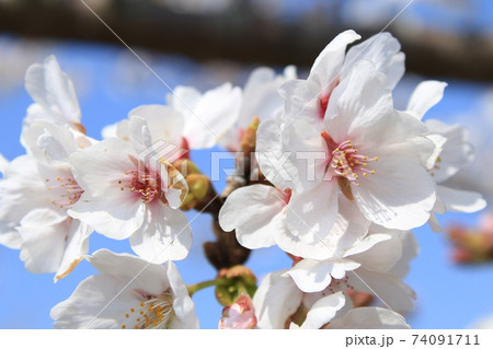 桜　ソメイヨシノ 74091711