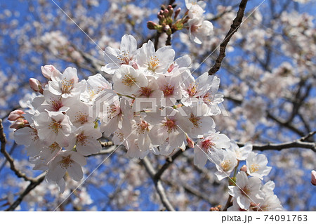 桜　ソメイヨシノ 74091763