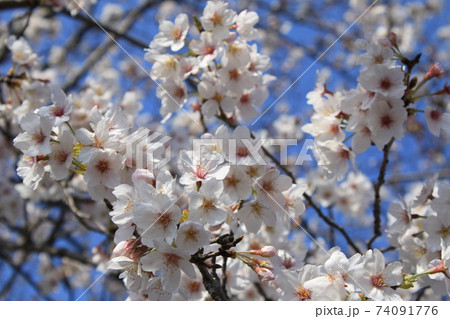 桜 ソメイヨシノ 桜 ソメイヨシノ 74091776