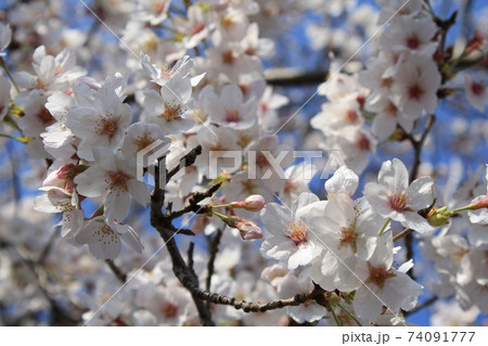 桜 ソメイヨシノ 桜 ソメイヨシノ 74091777