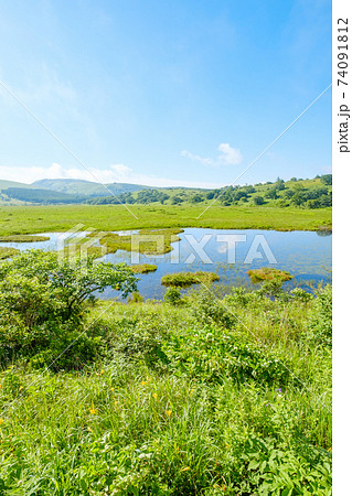 夏の八島ヶ原湿原(八島湿原) 夏の八島ヶ原湿原(八島湿原) 74091812
