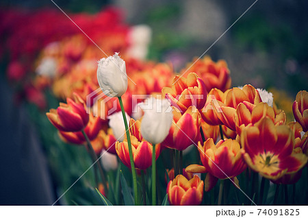 春の花 春の花 74091825