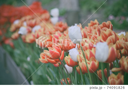 春の花 春の花 74091826
