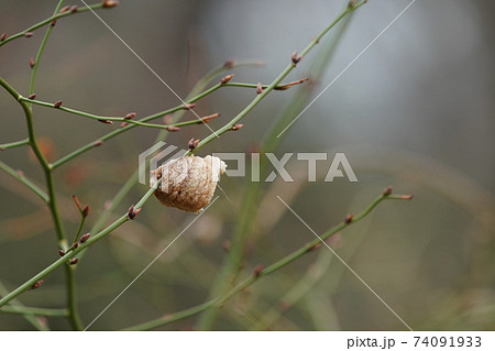 オオカマキリの卵 74091933