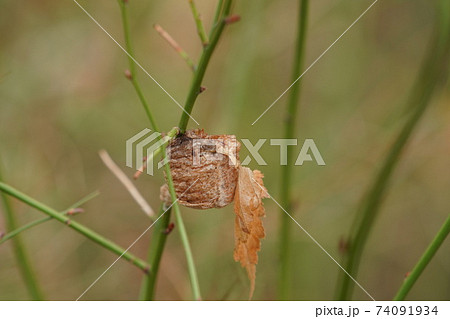 オオカマキリの卵 74091934