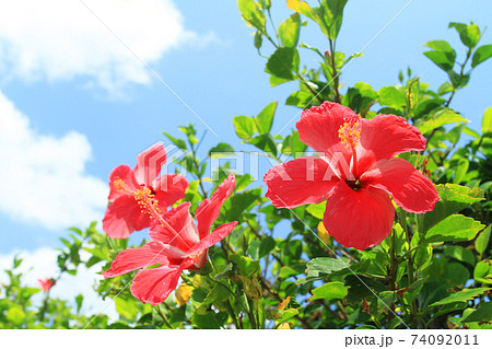 沖縄　青空に咲き誇るハイビスカス 74092011