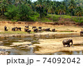 A herd of elephants walks on the yellow bank of the river 74092042