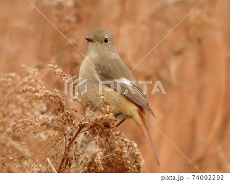 梅田川沿いのセイタカアワダチソウに掴まったジョウビタキ 74092292