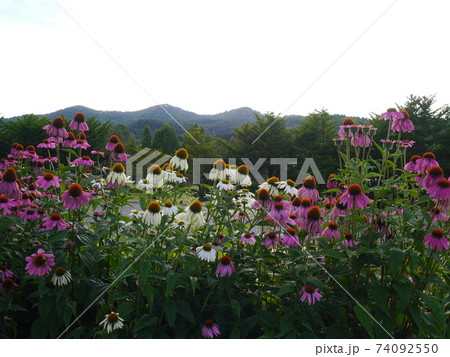 秋の訪れを感じさせるエキナセア畑 秋の訪れを感じさせるエキナセア畑 74092550