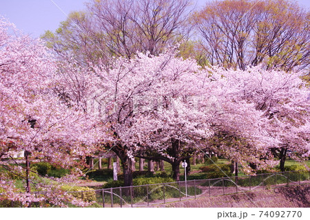 桜の公園　春　穏やか 74092770