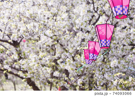 桜とランタン　春のイメージ 74093066