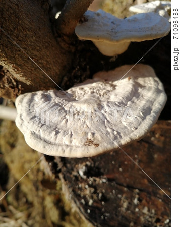サルノコシカケの写真素材 [74093433] - PIXTA