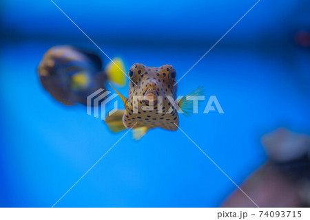 水族館は楽しい 水族館は楽しい 74093715