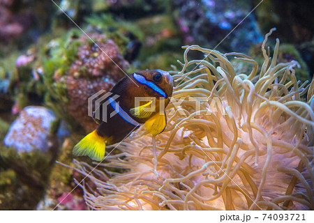 水族館は楽しい 水族館は楽しい 74093721
