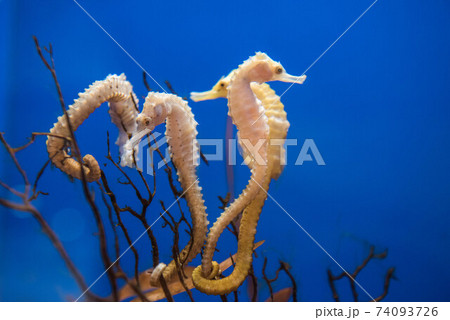 水族館は楽しい 74093726