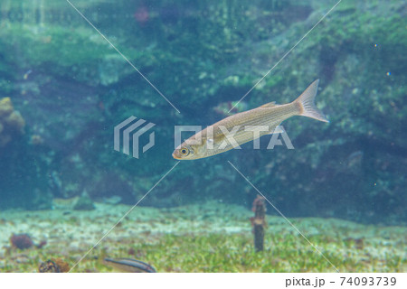 水族館は楽しい 74093739